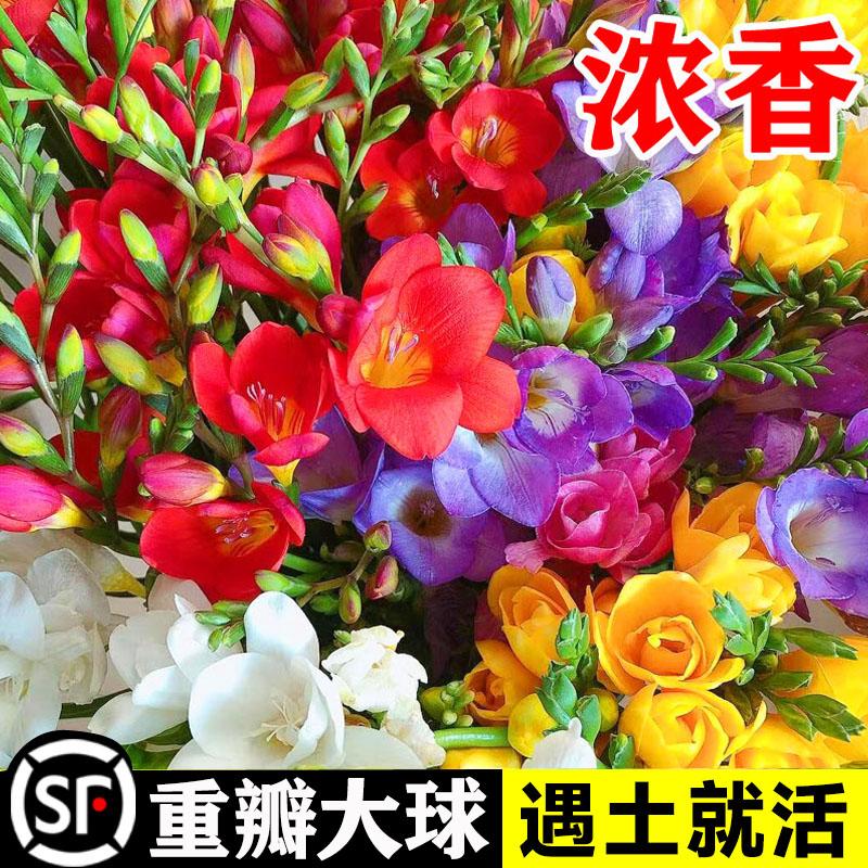 香雪兰种球：四季花开，芳香四溢，养活轻松的美丽盆栽