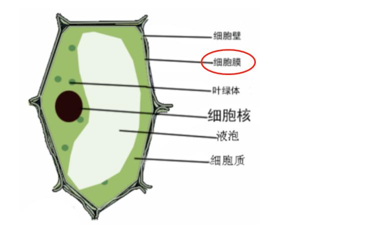 Membrane,细胞膜的结构