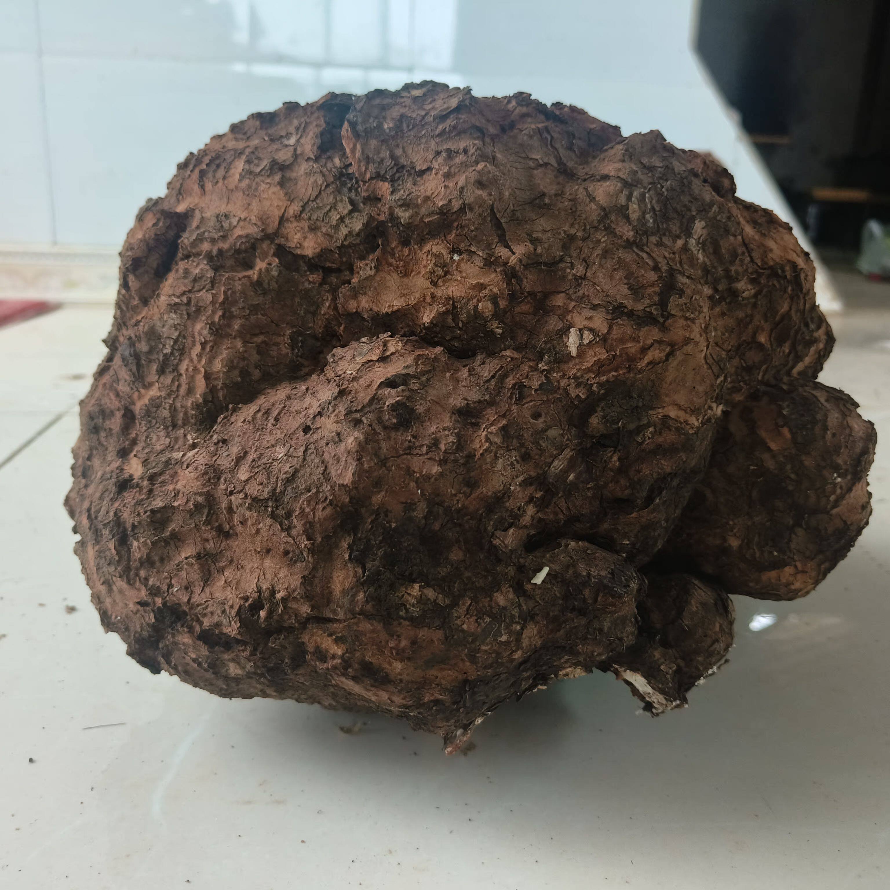 赤边茯苓真的这么好吗？了解深山松树中的天然佳品