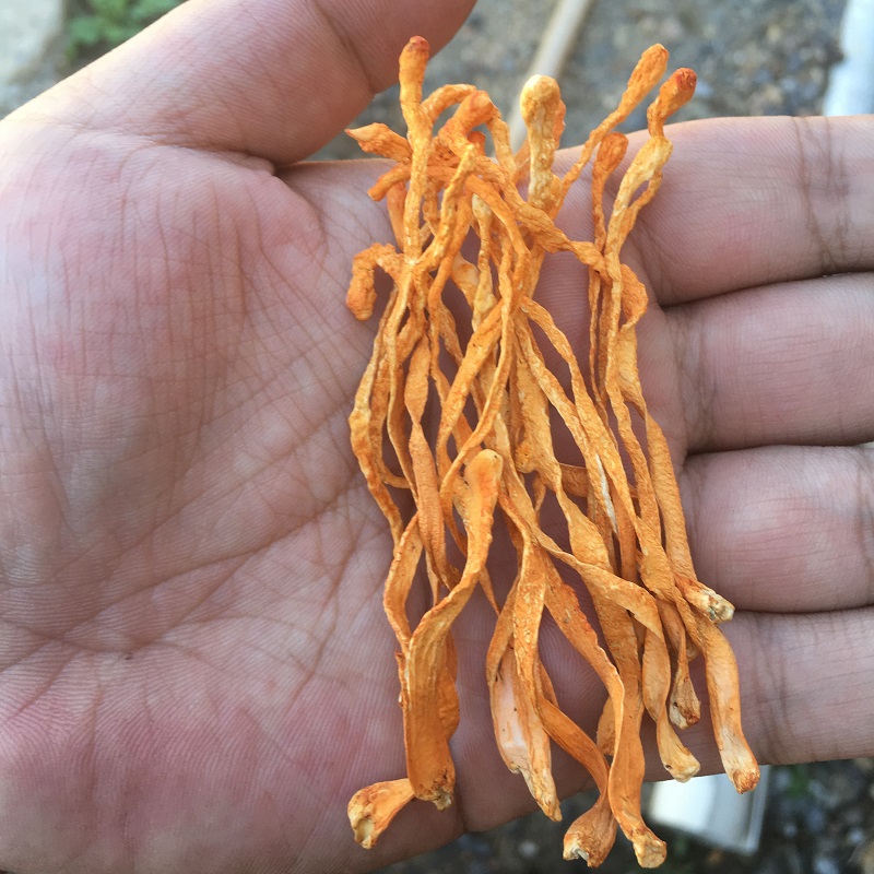 虫草花干货煲汤：开启养生新境界，500g精选北虫草，素食火锅菌汤包的营养密码！