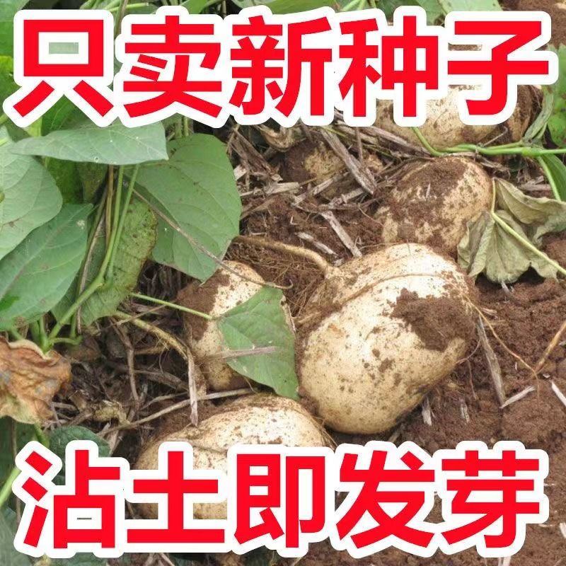 超限量老鳄鱼腿皮，按斤卖，你的奢华皮具收藏必备！