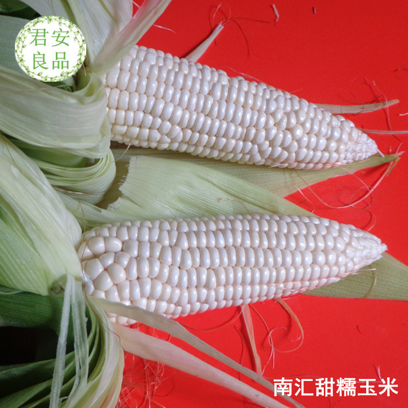 君安良品上海南汇珍珠白糯玉米：现摘新鲜，清香软糯，带你尝鲜春天的味道