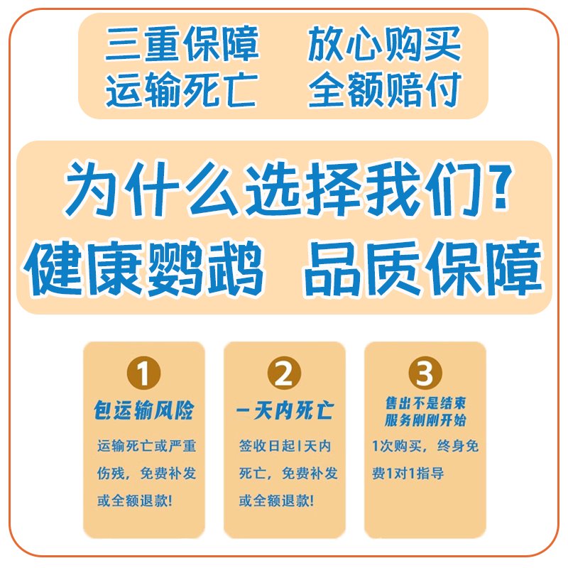 亲人的牡丹鹦鹉活鸟：会说话的黄桃绿桃紫罗兰日本雏鸟宠物！
