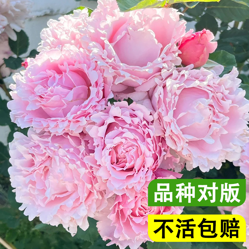 新品法国玫瑰索菲罗莎：四季花开，阳台庭院的浪漫新宠！