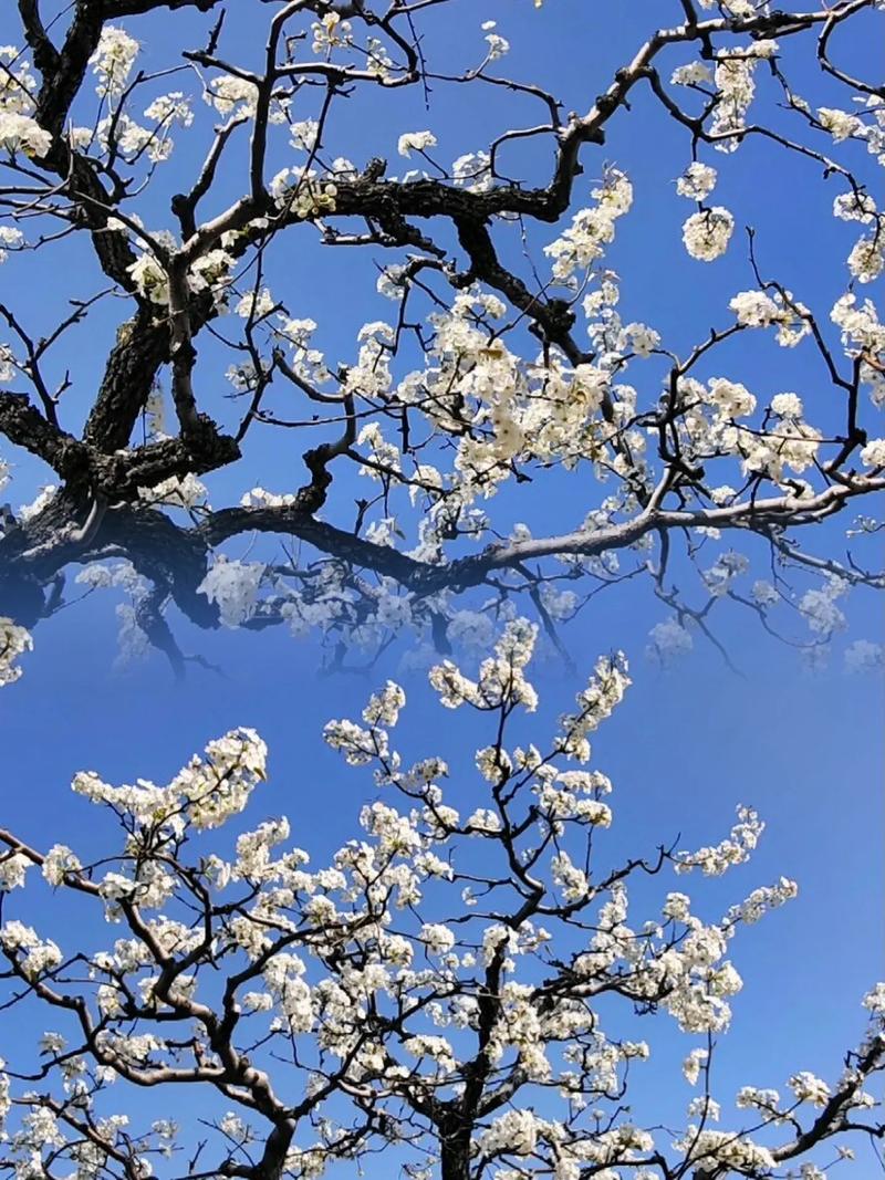 逢見梨花,春日邂逅梨花，诗意盎然的美景