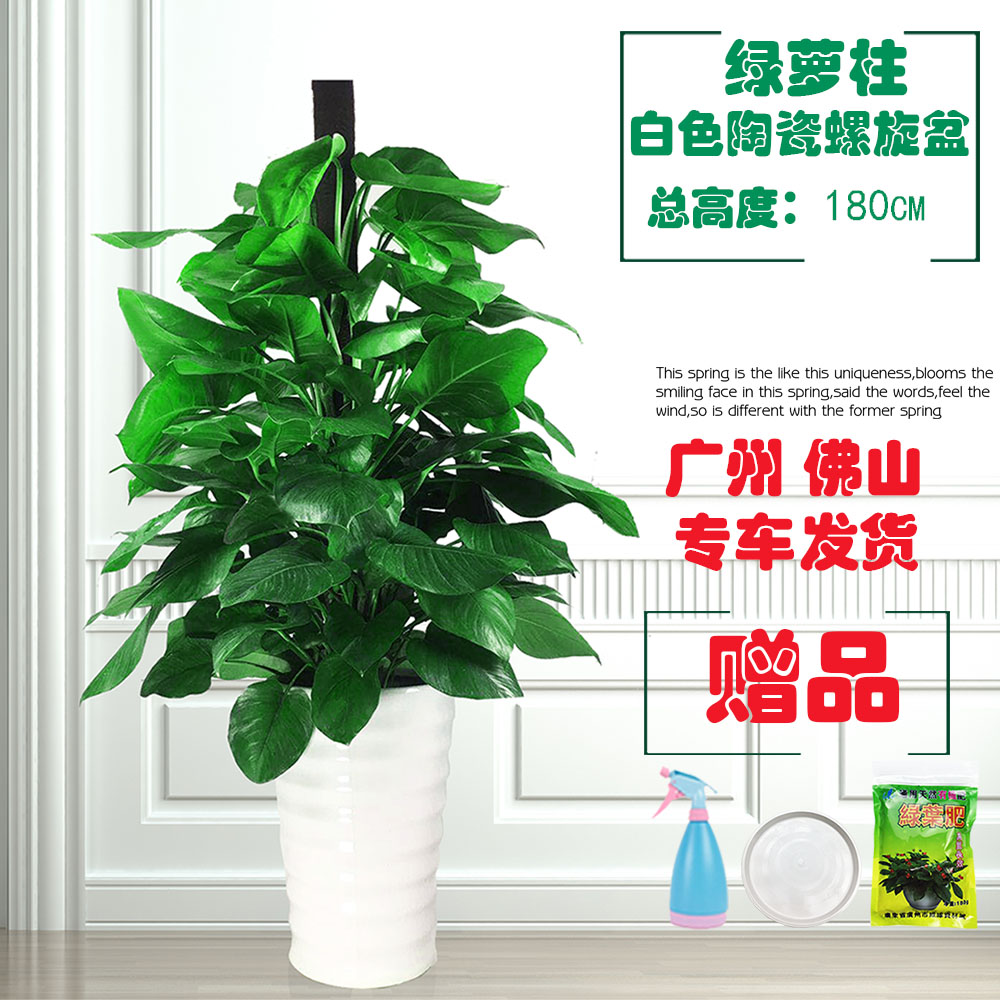 大叶绿萝柱盆栽：客厅里的空气净化师，新房装修必入的绿植神器！