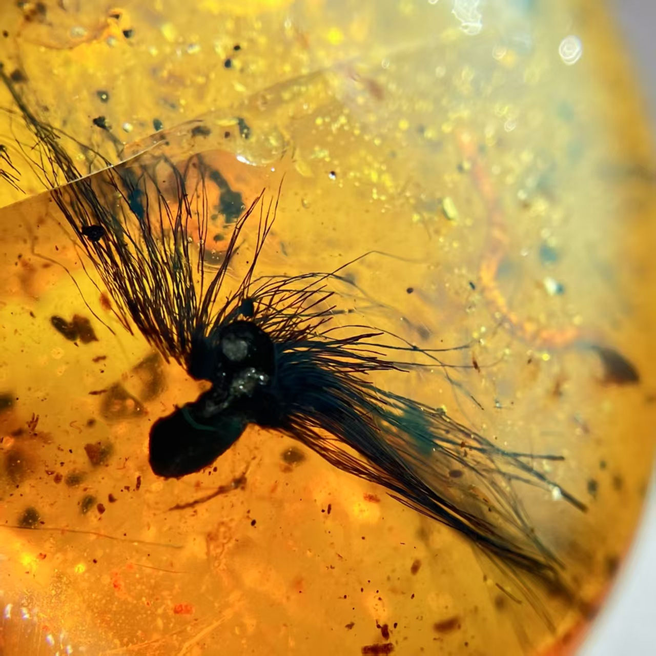 缅甸虫珀：穿越时空的金棕琥珀，珍稀大蒲公英种子的古生物之旅