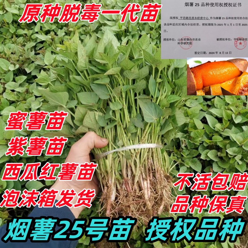 烟薯蜜薯25号红薯苗种西瓜红紫薯板栗番薯苗秧山芋红著地瓜秧苗：这些“网红”红薯你真的了解吗？