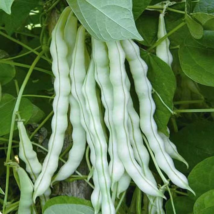 山东白芸豆：四季豆界的明星，新鲜豆角的不老传说！