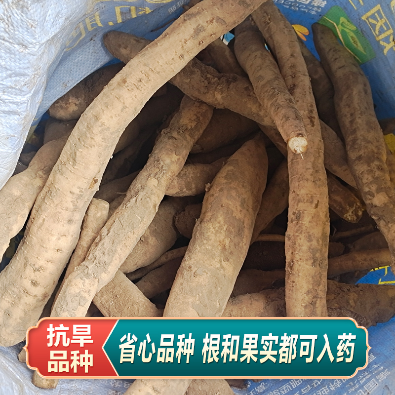 鲜瓜蒌根苗：种植界的绿色宝藏，带你走进天然药材的世界