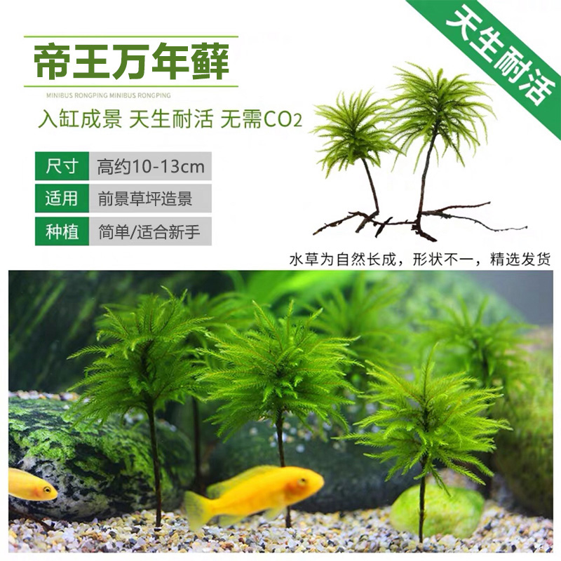 亚马逊热带雨林面积减少：地球的“肺”正在消失？！