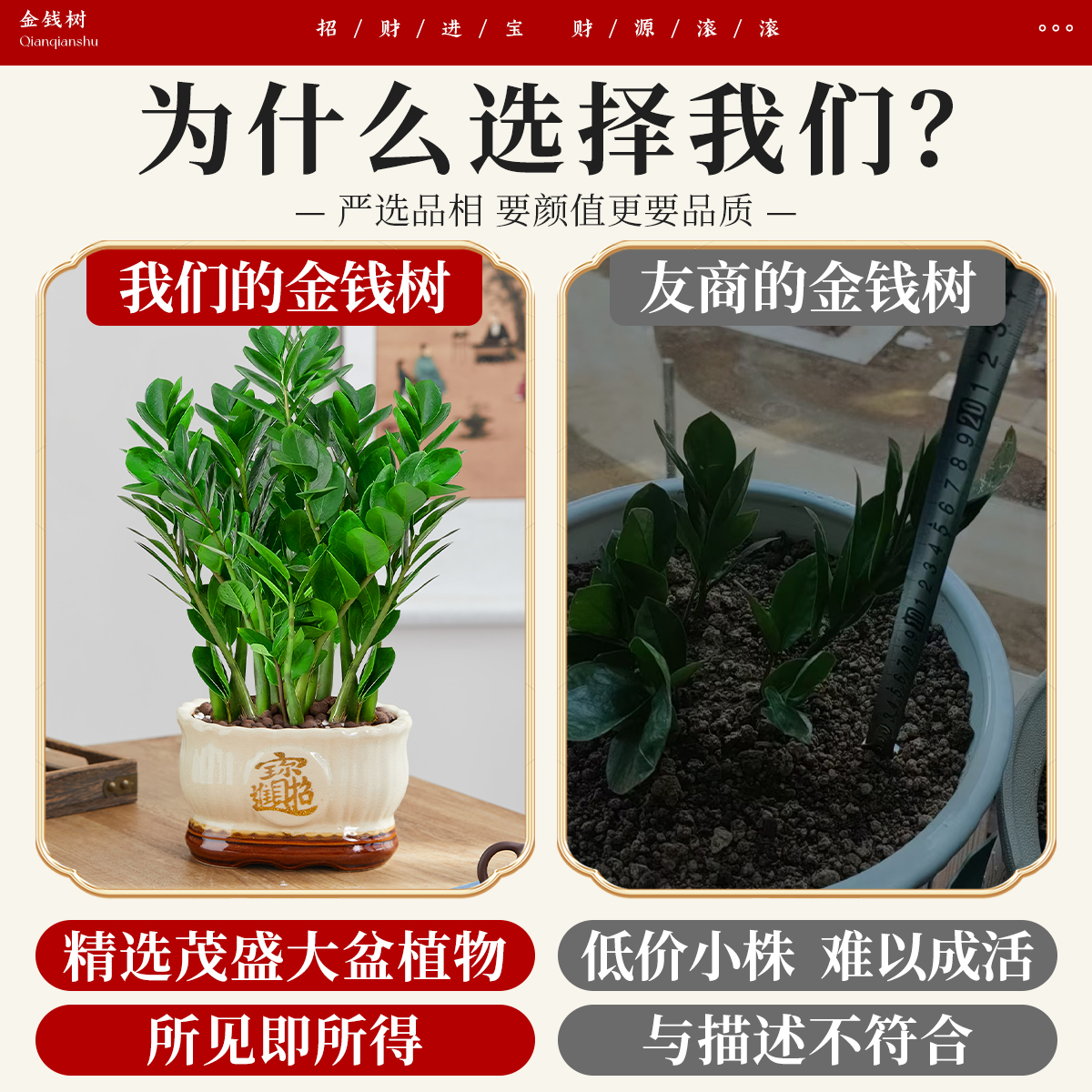 乔迁新居必备：如何用发财树、金钱树和喜庆装饰打造旺宅氛围?