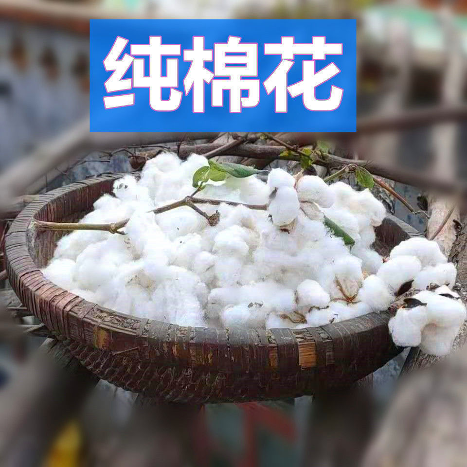 带籽棉花未加工！农家自产现摘！结婚生子必备！朵包邮太香了！