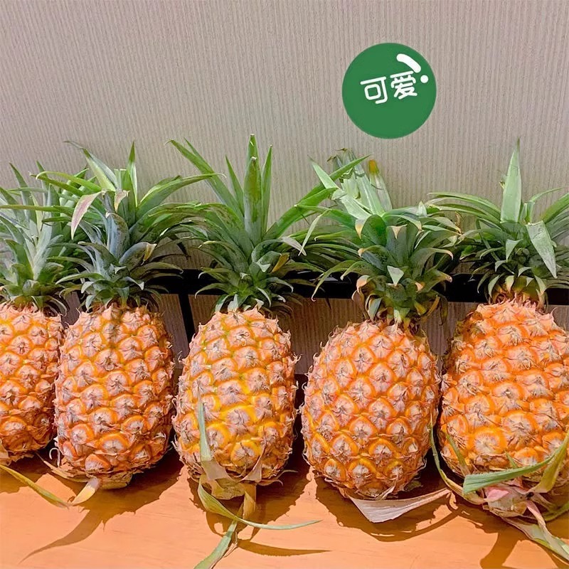 金钻凤梨：热带水果界的甜蜜诱惑，10斤/5斤装，手撕即食！