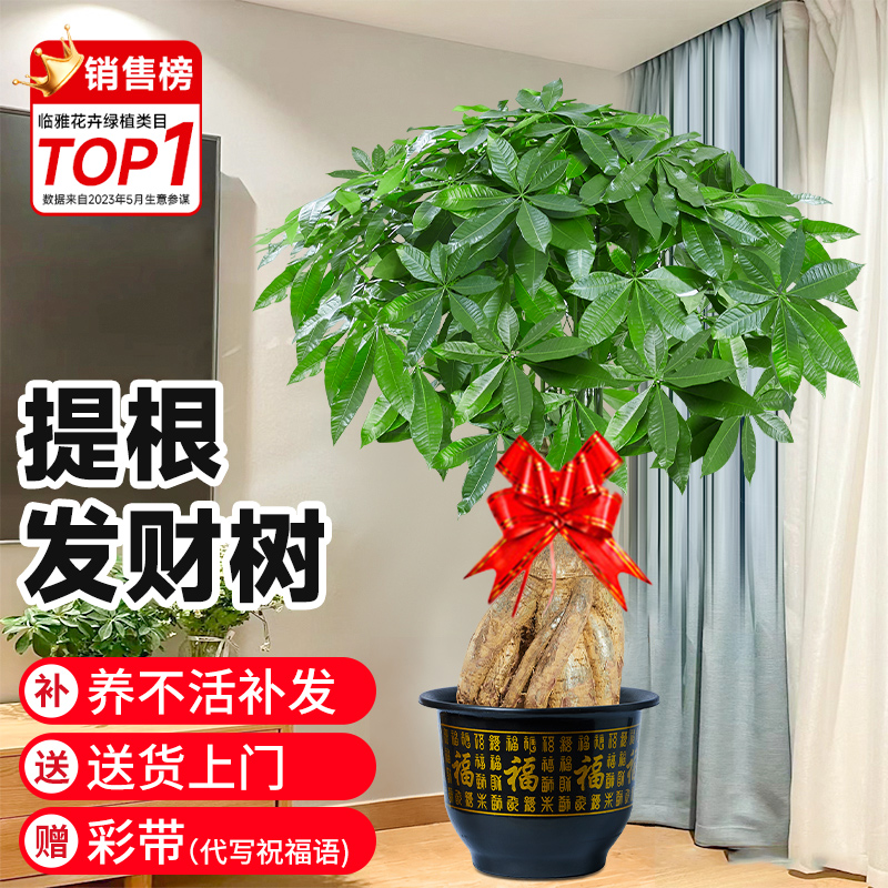 发财树：大型室内植物的风水宝盆，开业乔迁送礼首选！