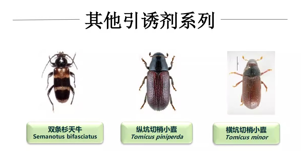 杭州费洛蒙引诱剂：捕捉天牛小蠹家族的秘密武器！