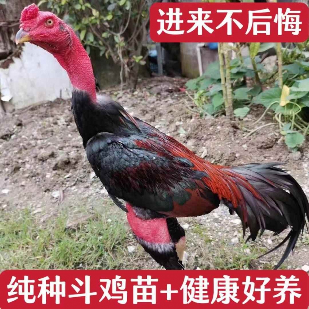 斗鸡活苗小斗鸡成年鸡：揭秘斗鸡界的生存法则与成长奥秘！