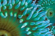 Underwater World Free Screensaver2.0