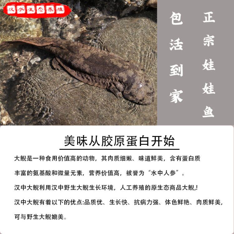 3斤一条的娃娃鱼，鲜活食用大鲵，人工养殖的淡水富贵鱼，生鲜水产包活，你真的了解吗？
