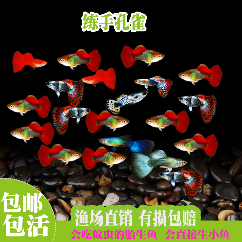 孔雀鱼：热带淡水观赏鱼界的璀璨明珠，新手养鱼必备！