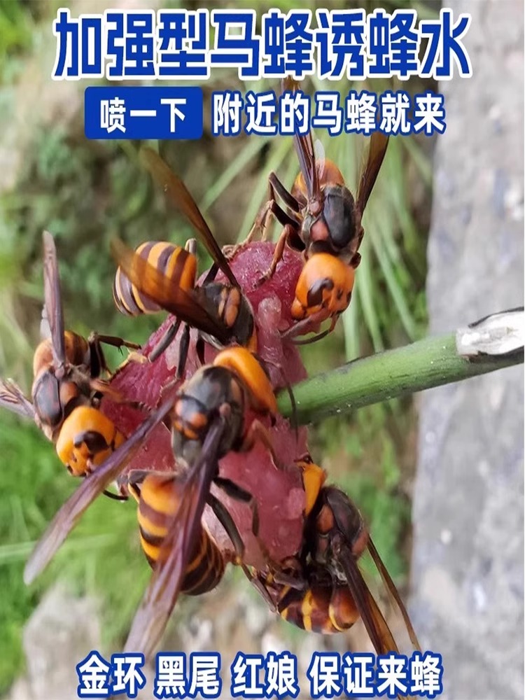 马蜂诱蜂神器，黄脚胡蜂虎头蜂的专属召唤水！✨