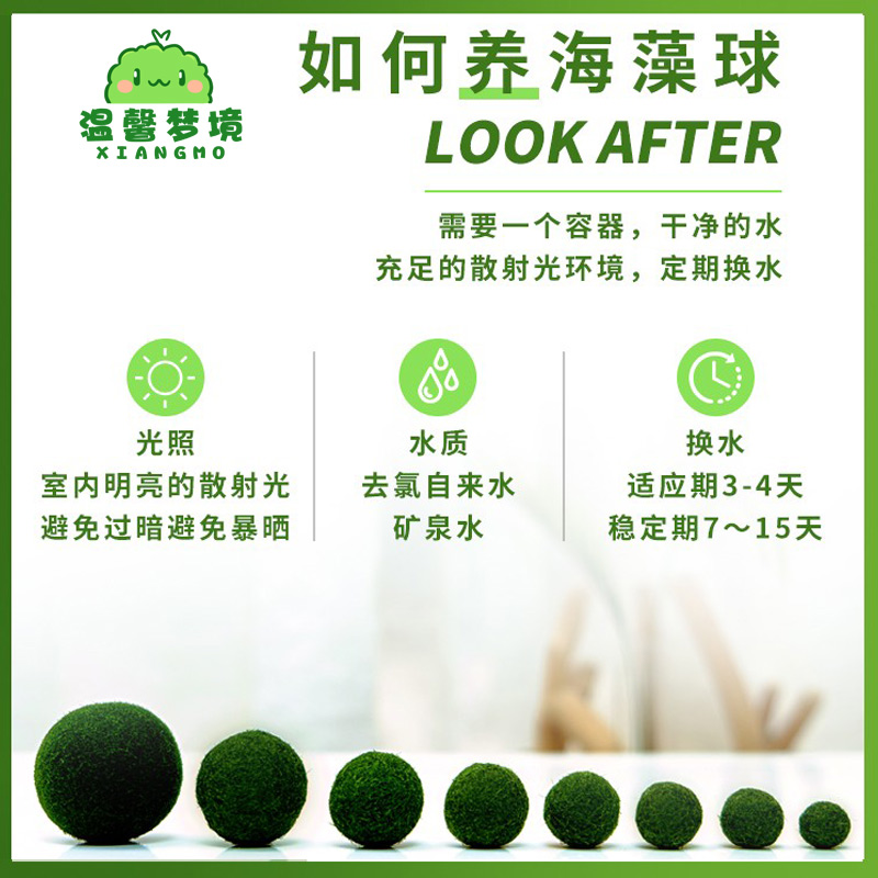 marimo海藻球微景观：打造你的桌面绿洲，营养液球藻生态瓶大揭秘！