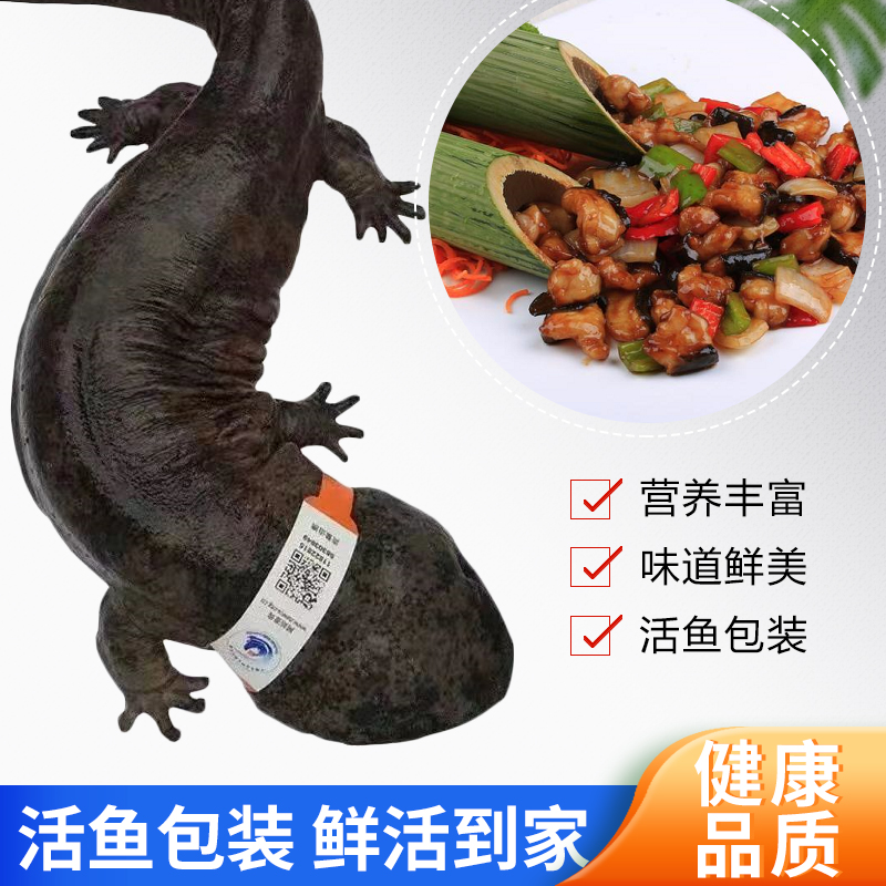 【4斤一条】汉中娃娃鱼：鲜活食用生鲜大鲵，解锁美食新境界！