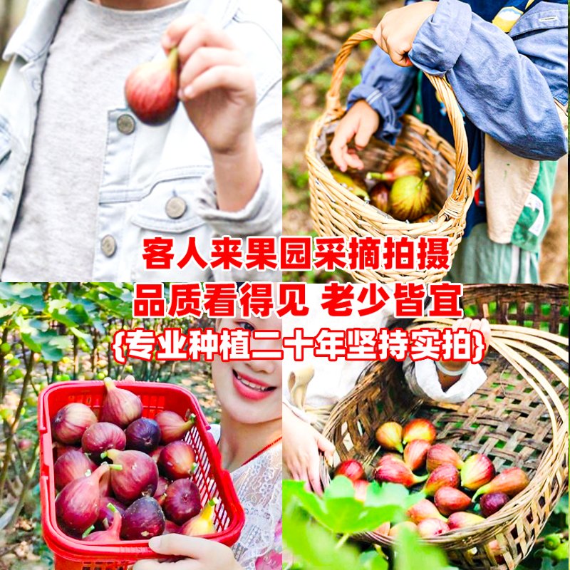 顺丰冷鲜云南紫皮无花果：当季青红皮特级果，甜糯爆汁，尝过你就知道什么是人间美味！