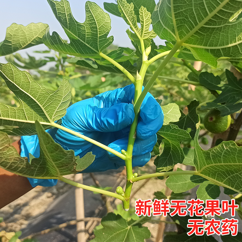 新鲜无花果叶子药用zhi疮熏洗现摘现发树叶500g保鲜产后坐浴包邮