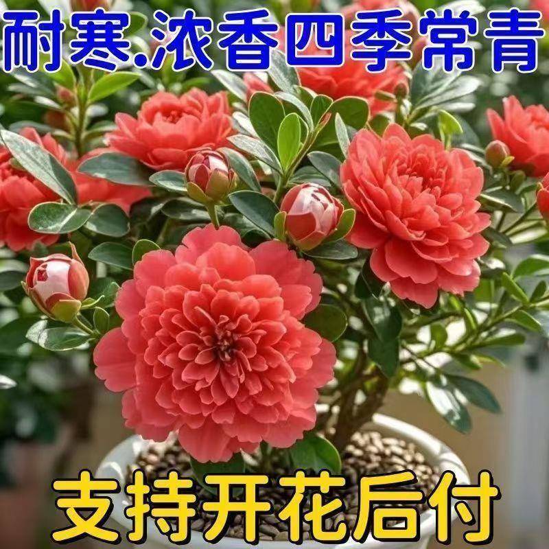【新品】耐寒盆栽树苗重瓣青杨花，室内室外皆宜的阳台好养易活盆景花卉