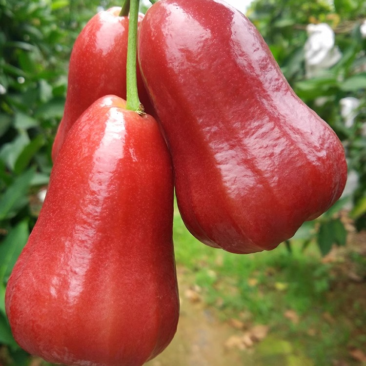 顺丰速达5斤海南黑金刚莲雾：鲜甜直达，品味热带风情的极致享受！