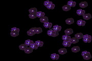 Pansies Screen Saver1.01