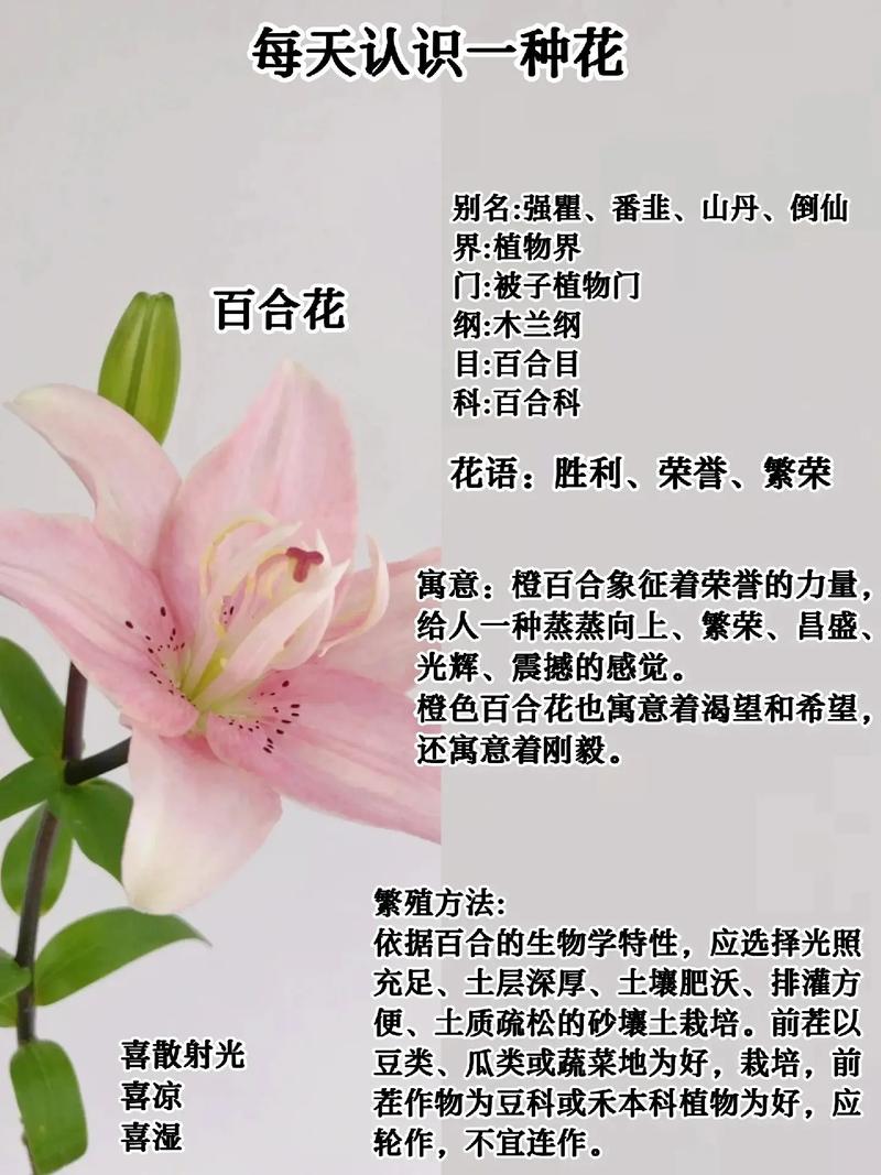 百合花的功效与作用,百合花的功效与作用——大自然的馈赠