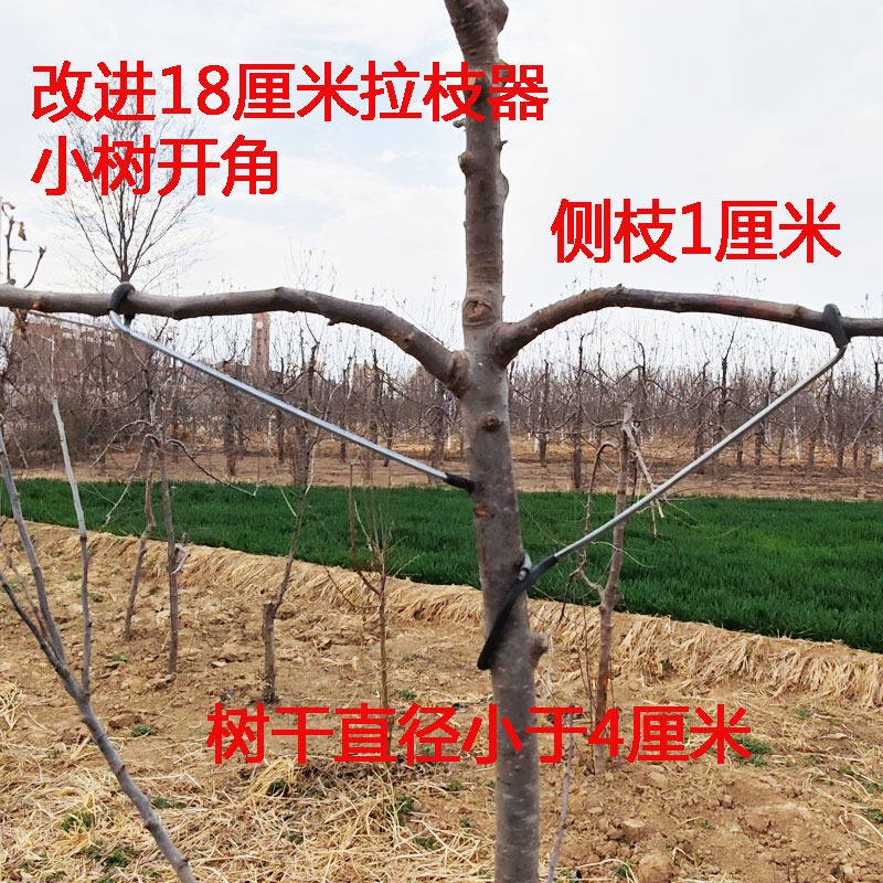 果树拉枝神器太香了！开角器压枝神器让果园变高效！果农必备！