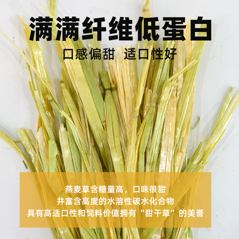 澳洲燕麦草：宠物专属零食，挑食小宠也爱不释口