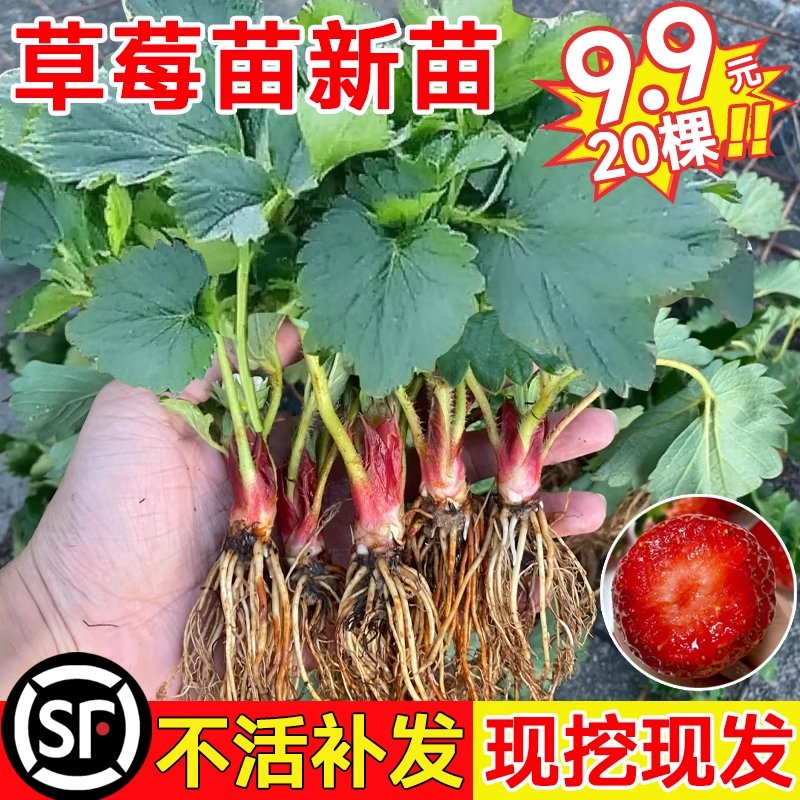 草莓是上火还是降火?吃草莓需要注意什么?