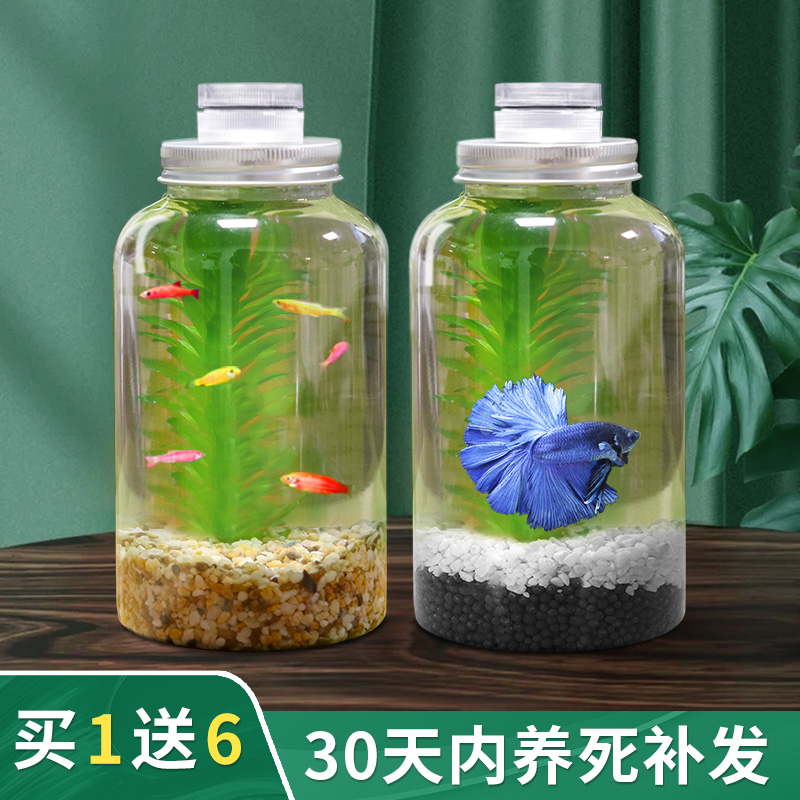 生态鱼缸微景观：打造桌面绿洲，免换水的秘密武器！