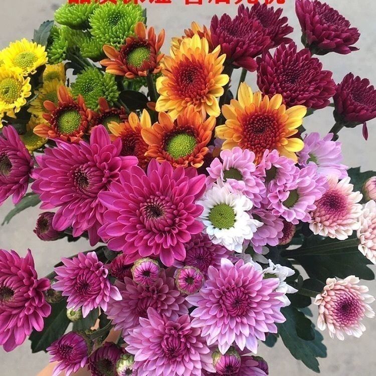 吸色多头小菊“极光”5支：点亮你的生活，色彩斑斓的秘密武器！