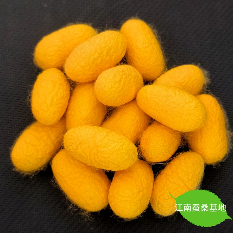 天然烘干完整蚕茧带蚕蛹抽丝：DIY手工艺品的终极挑战与美丽展现！