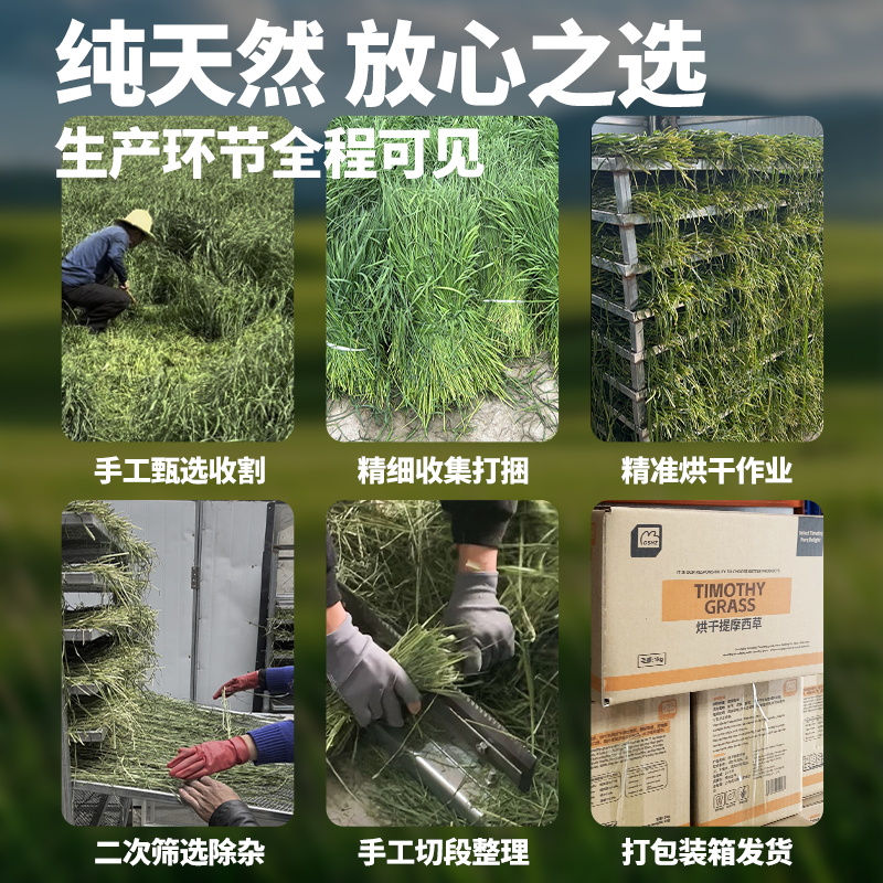 2025精品烘干提摩西草：龙猫荷兰猪的磨牙新宠，500g装！