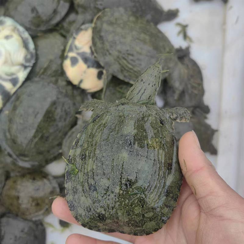 1-3两甲鱼苗活体：外塘养殖中华鳖水鱼的秘密武器，你值得拥有！