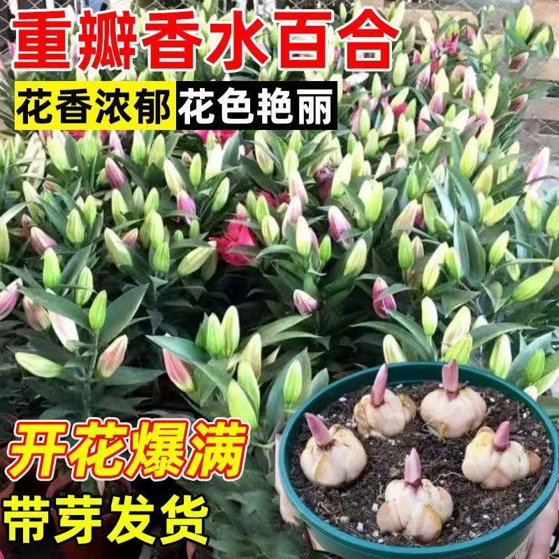 黄天霸百合花种球：荷兰进口香水百合，打造家居浪漫氛围的秘诀！