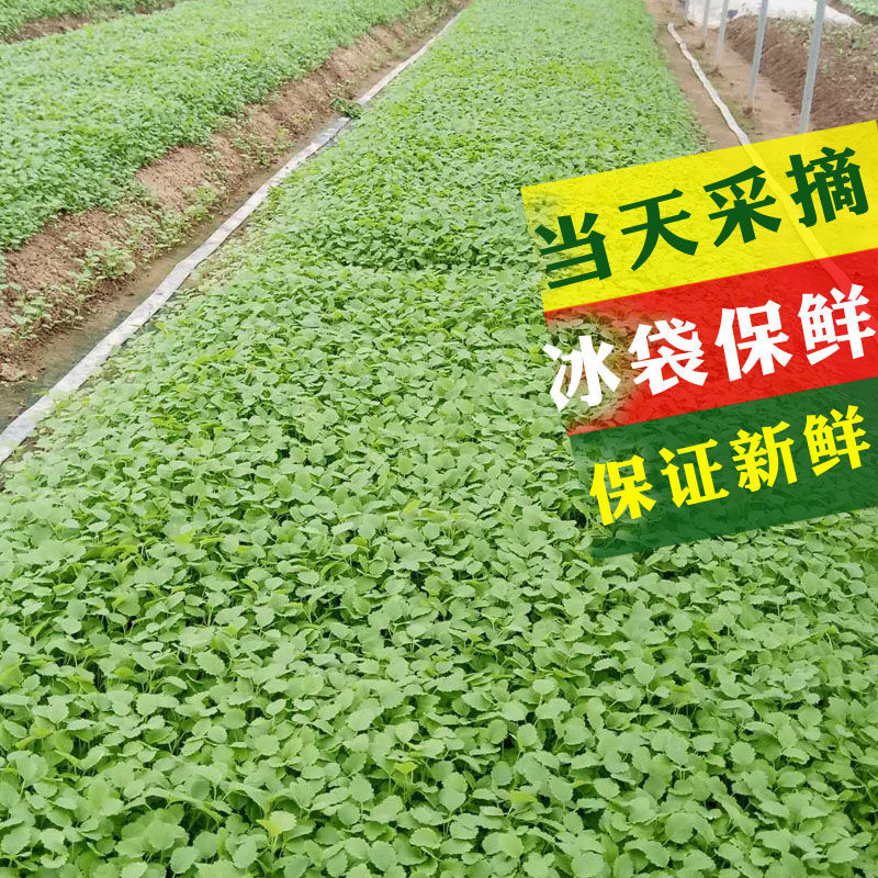 【不拍运费不发货】顺丰冷链+中通陆运，1-4束花的运费秘籍大公开！
