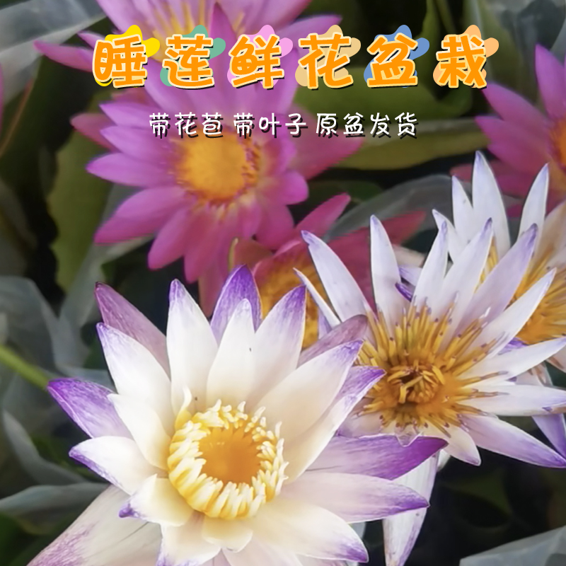 睡莲水培植物真香！四季开花超治愈，养在阳台美到爆