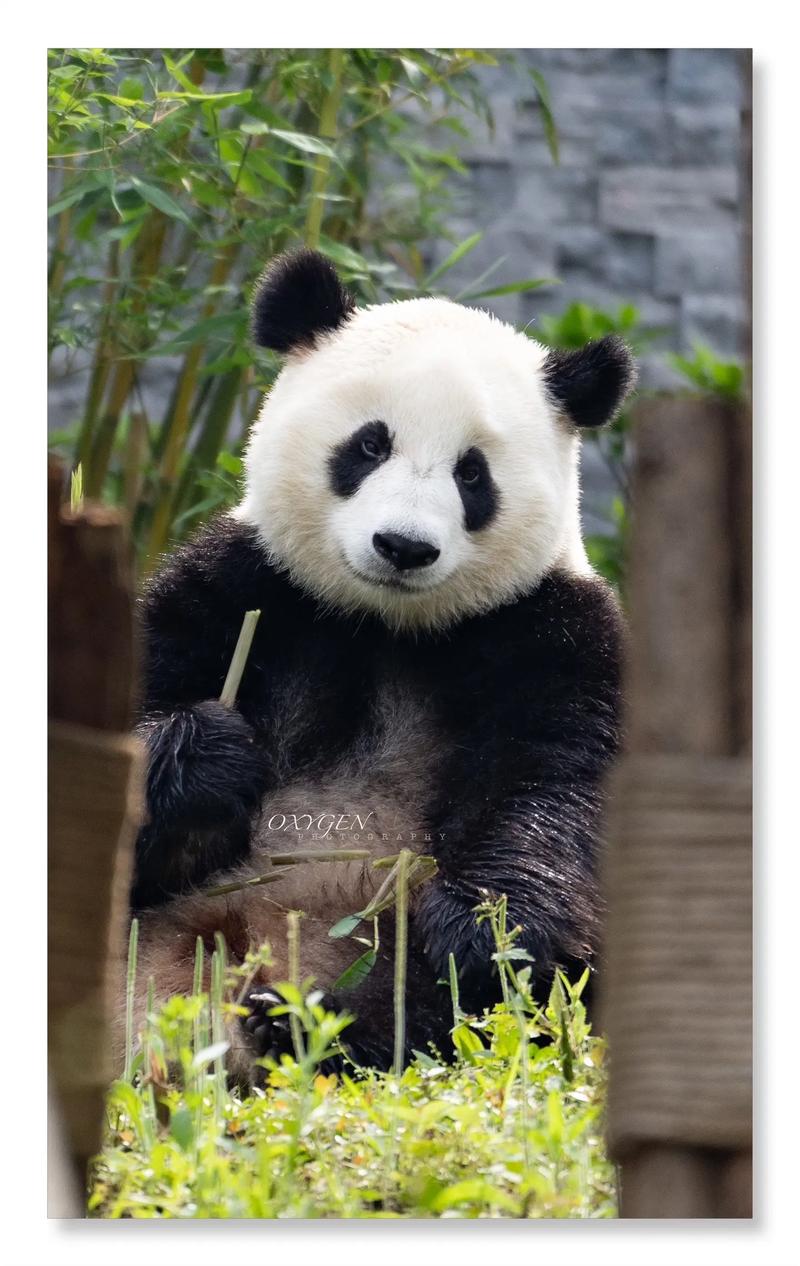 熊猫卡盟,一站式游戏充值与虚拟交易服务平台