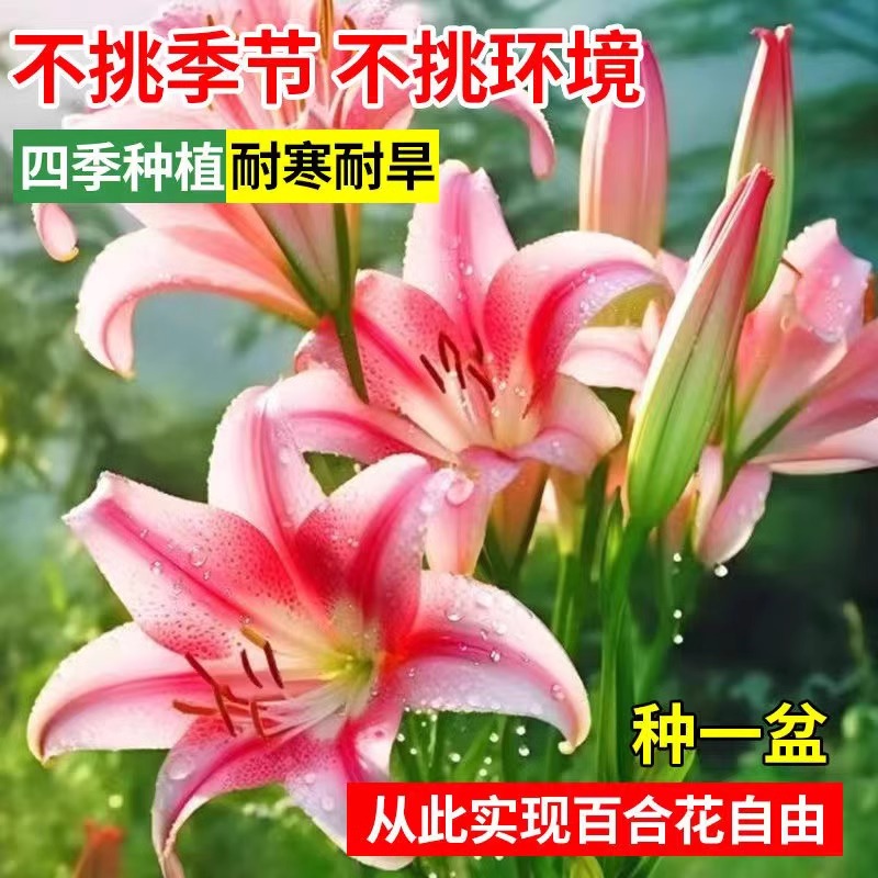 进口香水白百合种球：四季花开，芳香满室的居家必备