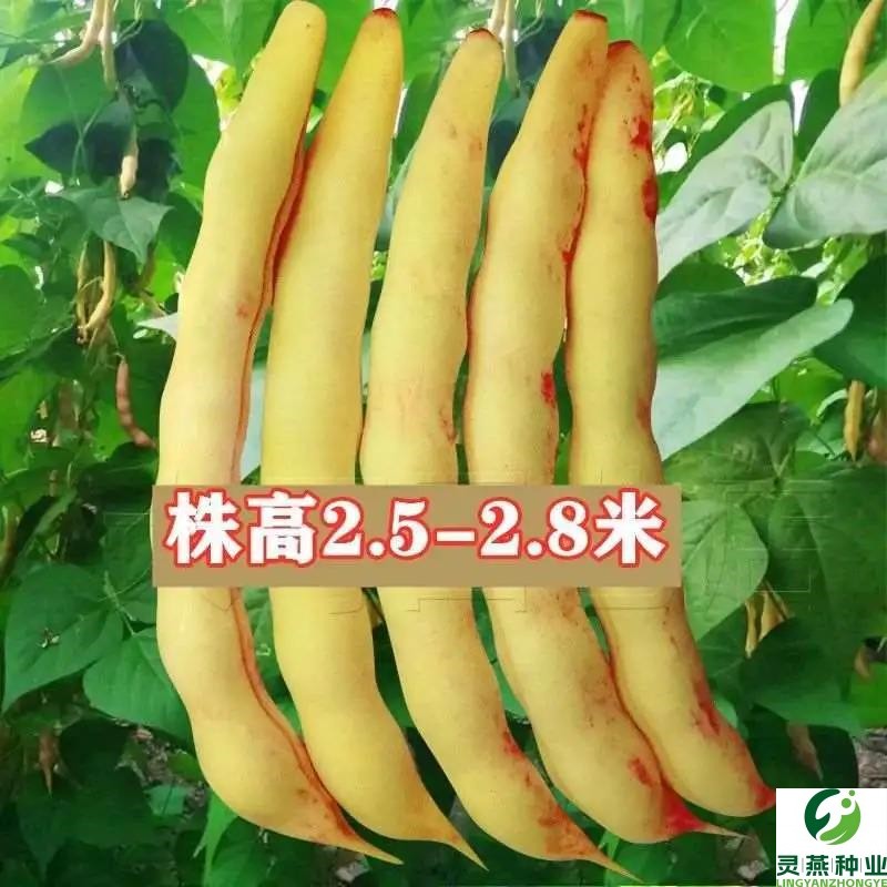 【顺丰速递】黄金钩豆角：尝鲜季，解锁东北农家风味！