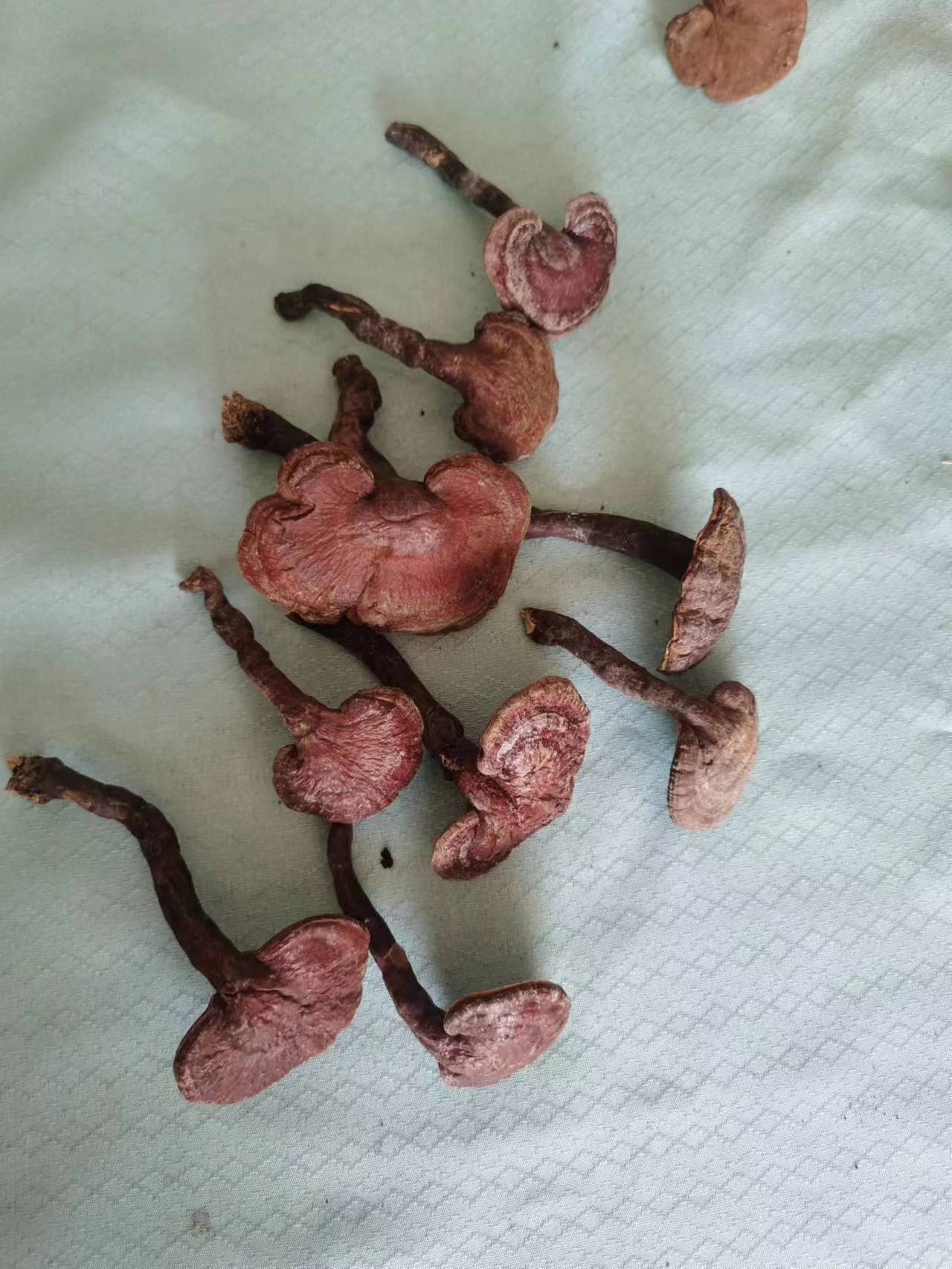神农架赤灵芝：大自然的馈赠，养生保健新选择