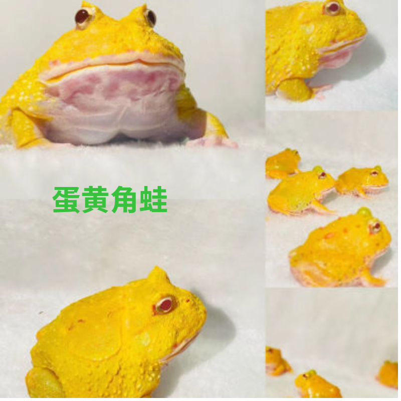 网红角蛙大揭秘：绿角、黄金角蛙、南瓜角蛙，你pick谁？