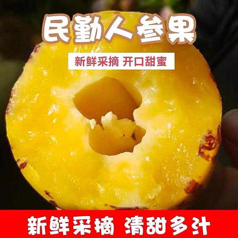 【十个勤天助农】甘肃民勤新鲜人参果树上熟沙漠人生大果应季水果，揭秘沙漠中的绿色奇迹！
